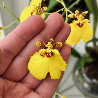 Aretes Topo Orquidea Dama Danzante